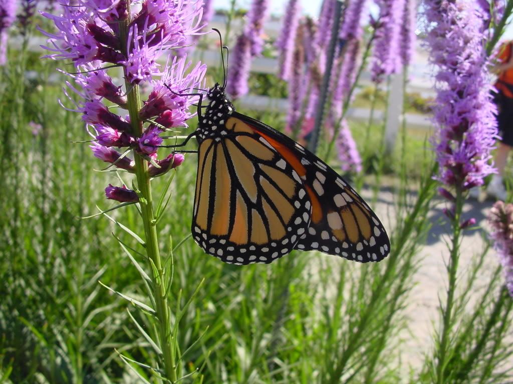 [PokeCommunity.com] My Nature Photography...check it out. :]