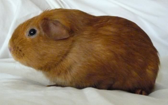 Baby_Oscar_001.jpg