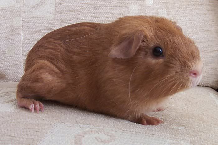 Baby_Oscar_002.jpg