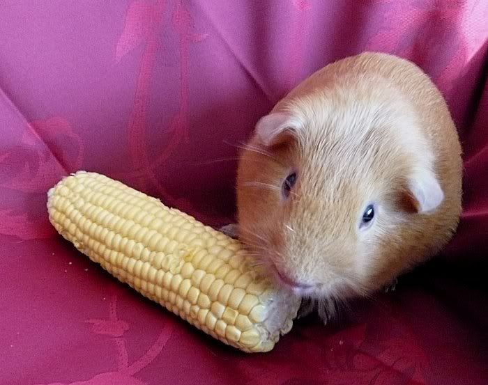 Hungry_Oscar_001.jpg