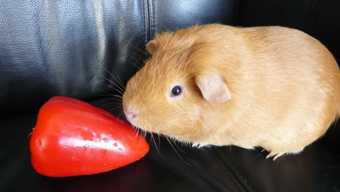Hungry_Oscar_002.jpg