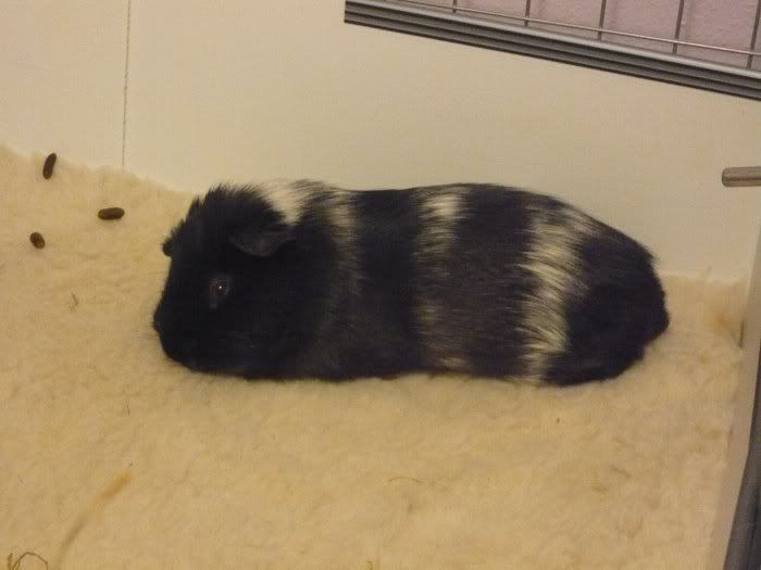 Leosleepy.jpg
