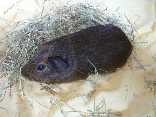 New_Pig02.jpg