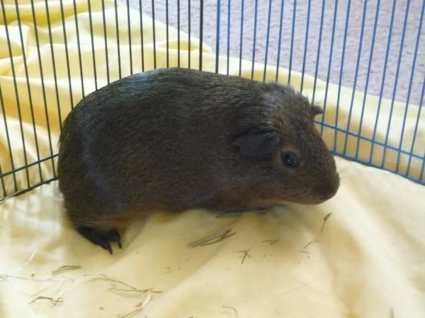 New_Pig03.jpg