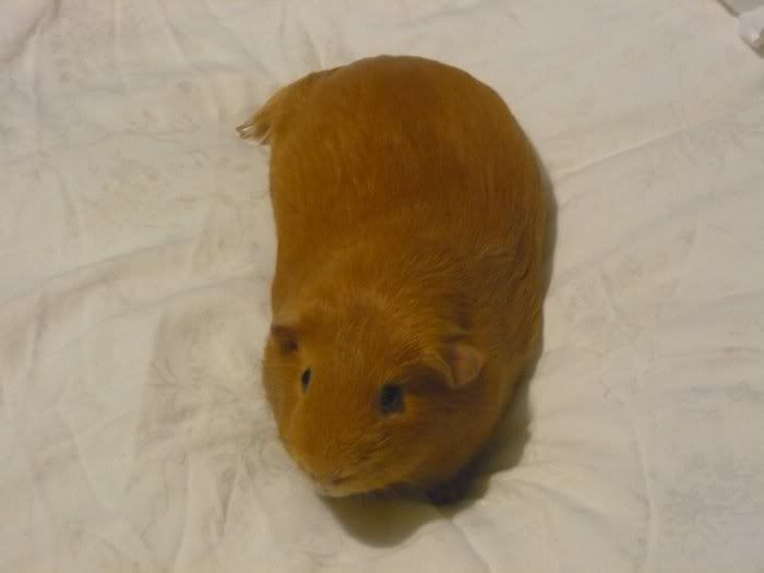 Oscarsleepy1.jpg
