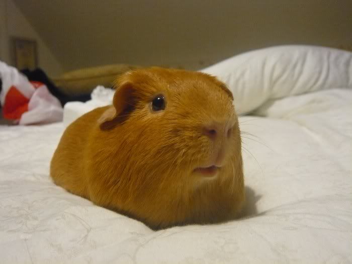 Oscarsleepy2.jpg