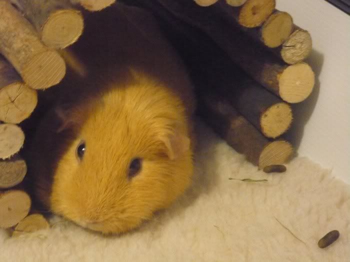 Pepesleepy1.jpg