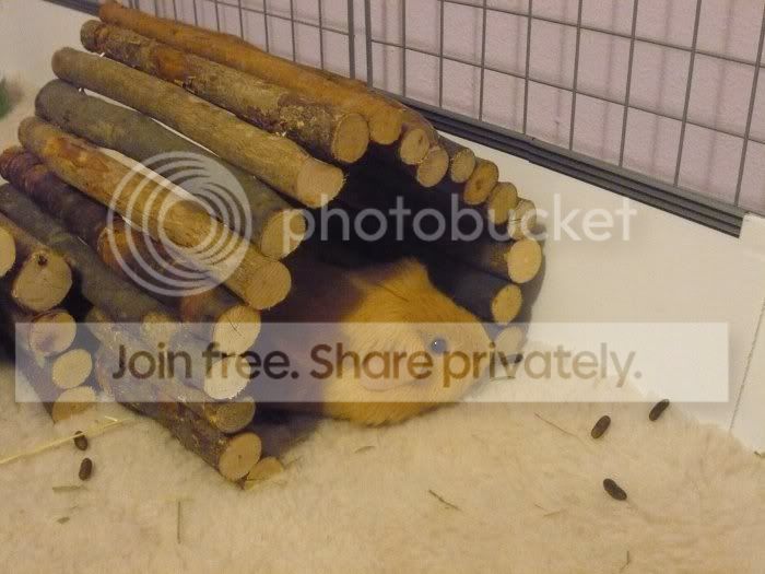 Pepesleepy2.jpg
