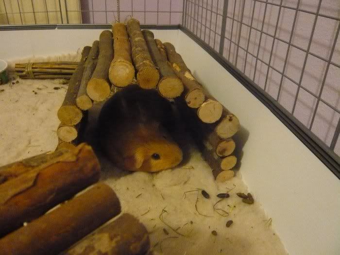 Pepesleepy3.jpg
