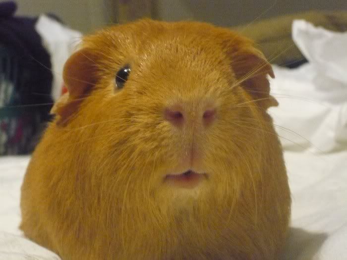 Piggie_Lips_001.jpg