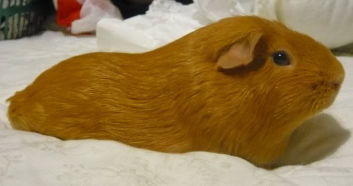 Relaxed_Oscar_001.jpg