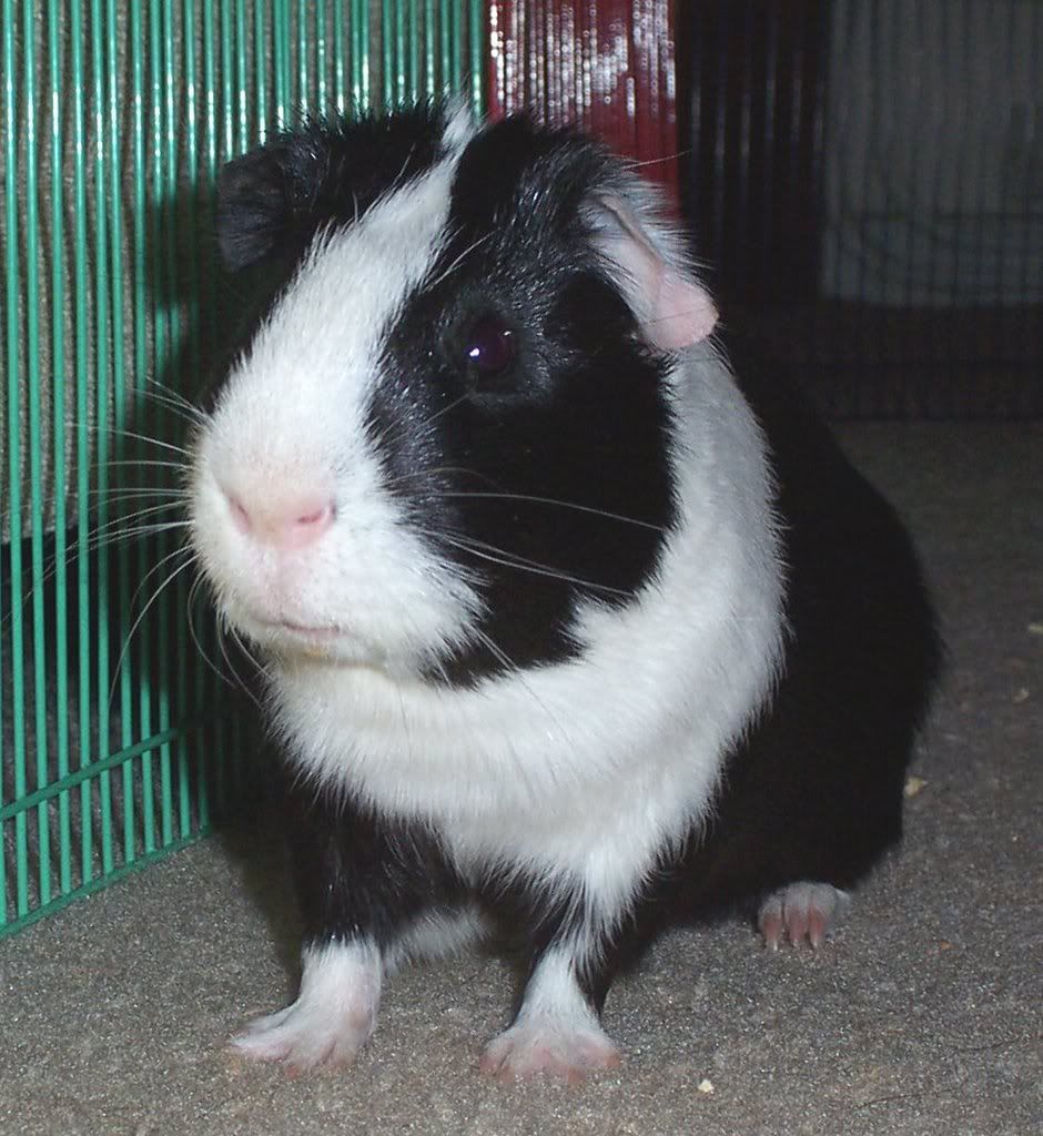 Scampy_2.jpg