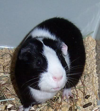 Scampylips.jpg