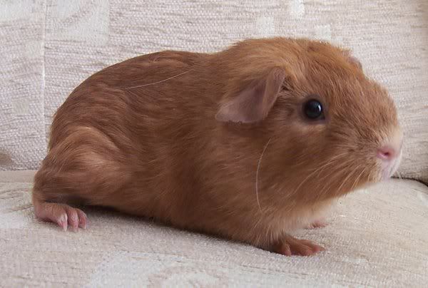 Small_Oscar.jpg