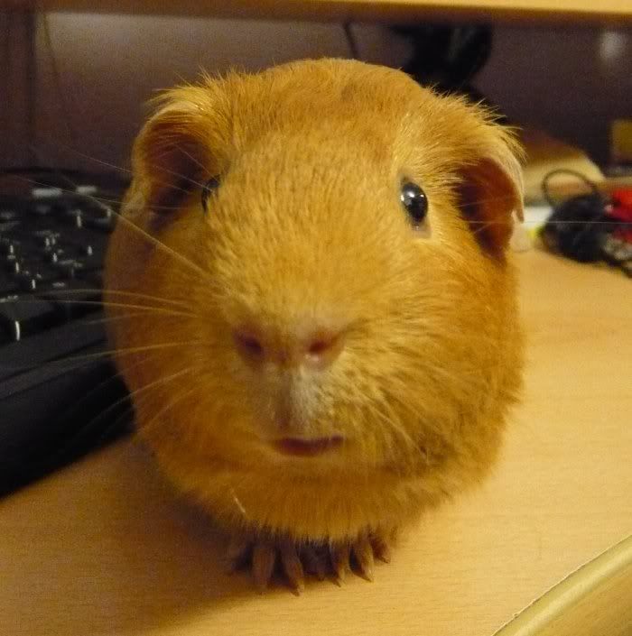Smiley_Oscar_001.jpg