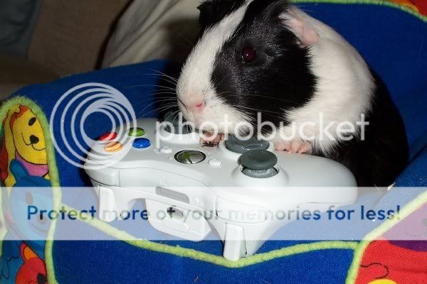 XboxPiggy.jpg