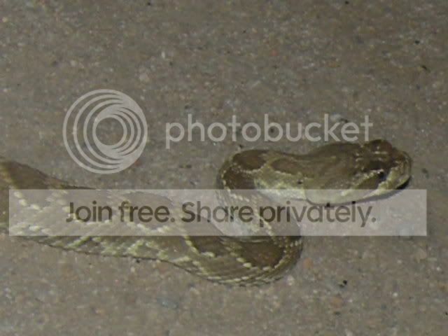When it's too hot for snakes... - Field Herp Forum