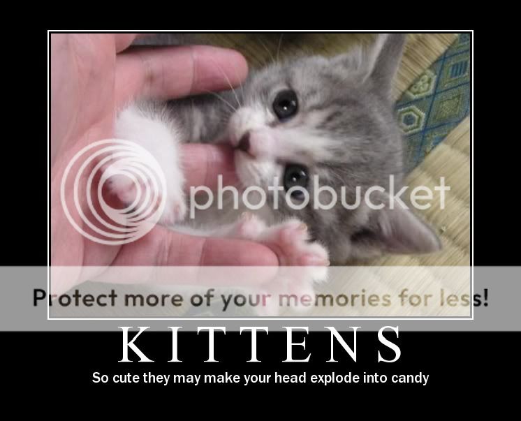 Kittens Pictures, Images and Photos