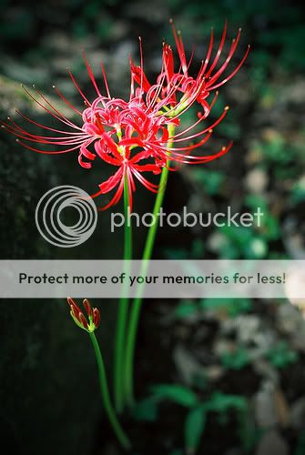 562000 发表了新日志     07-22 11:26    (评论)     8 彼岸花忘情花